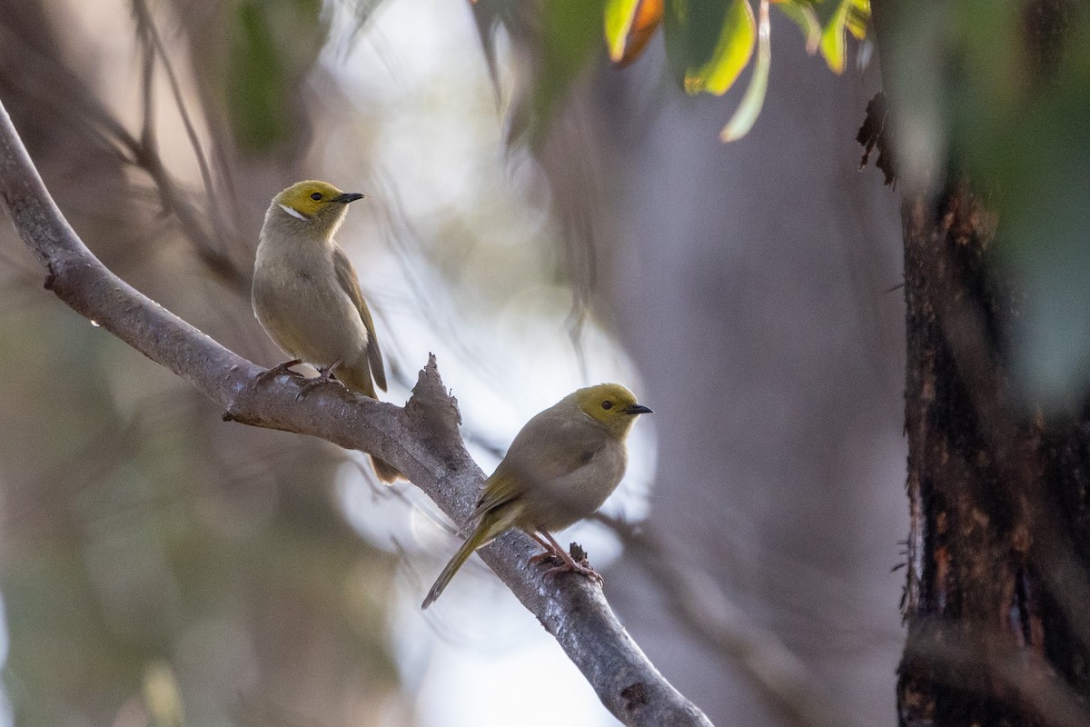 White-plumed Honeyeater - ML607808271