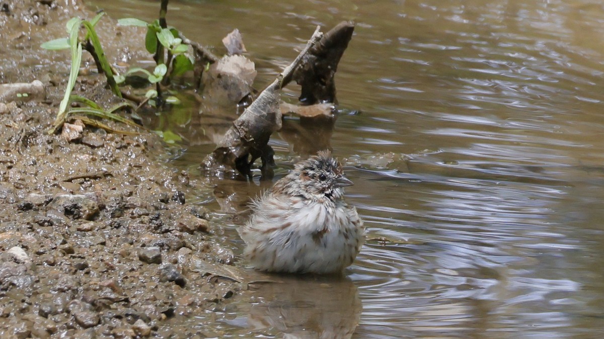 Song Sparrow - ML607808621