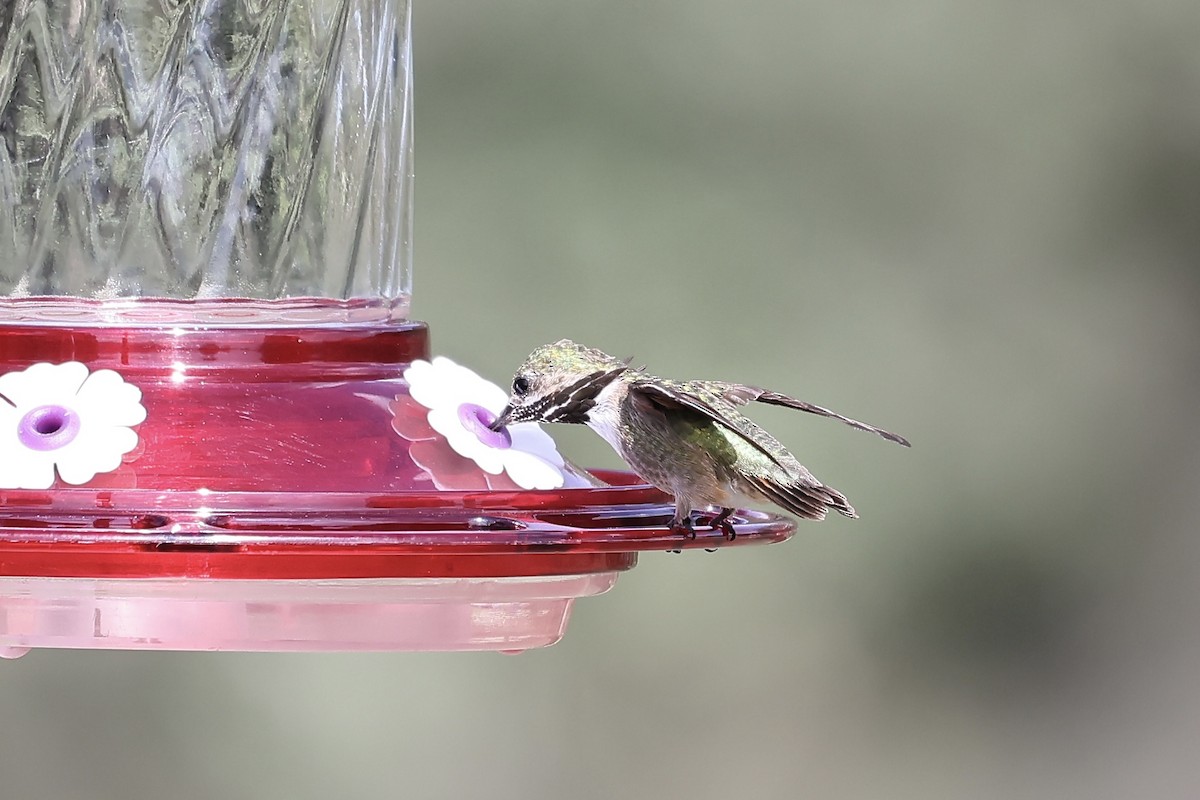 Colibrí Calíope - ML607808691