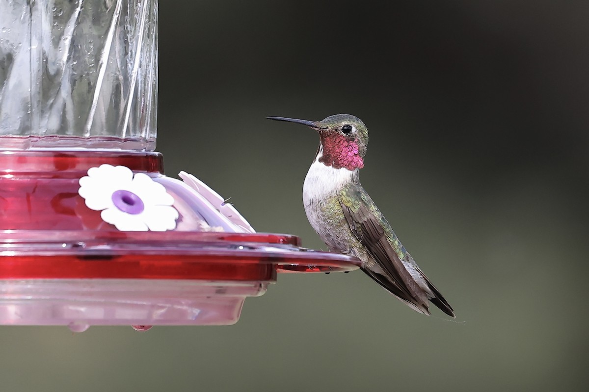 Broad-tailed Hummingbird - Arman Moreno