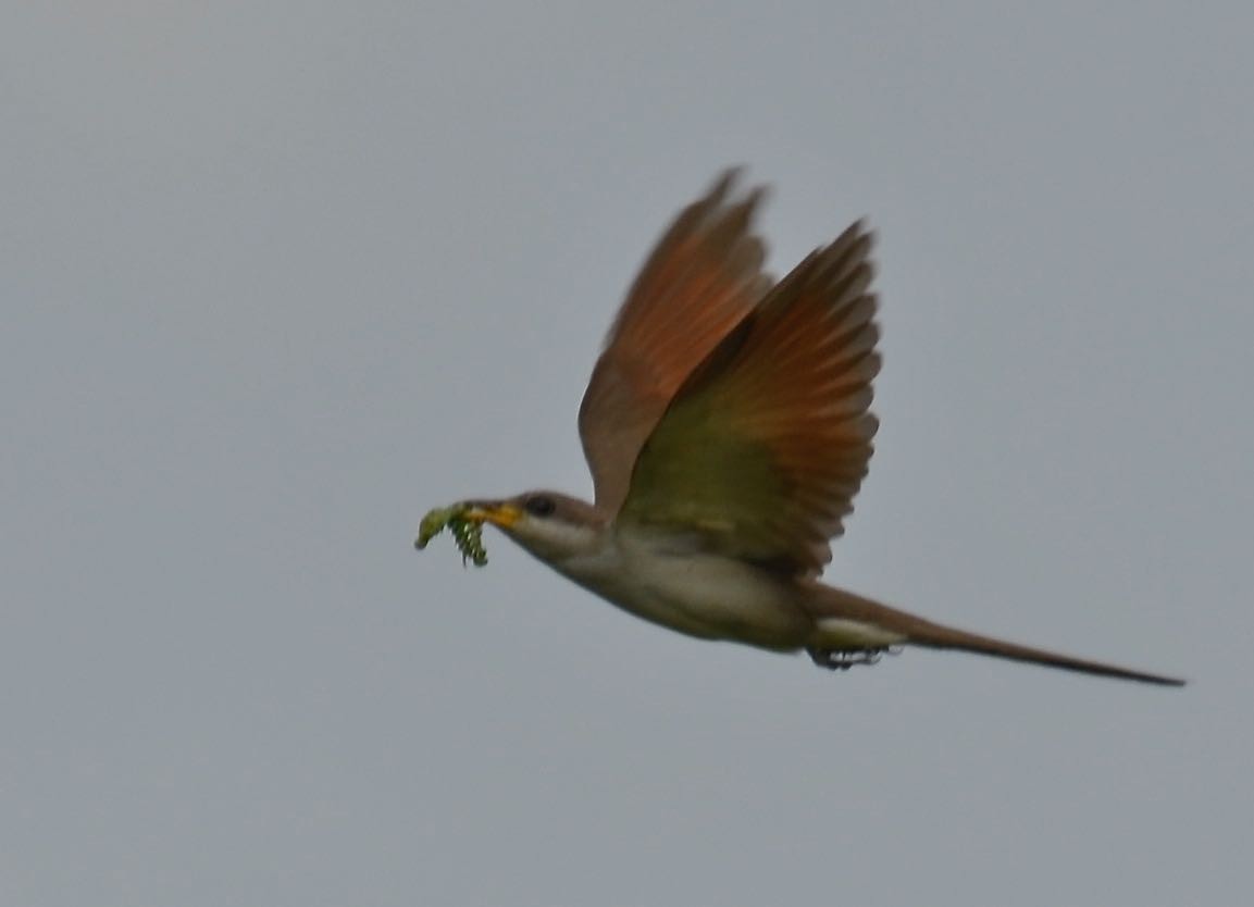 Yellow-billed Cuckoo - ML60780961