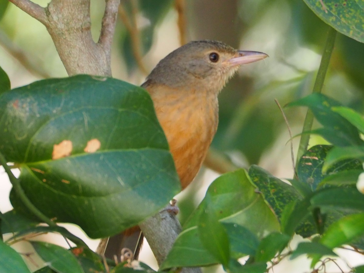 Rufous Shrikethrush - Lee Tuxford