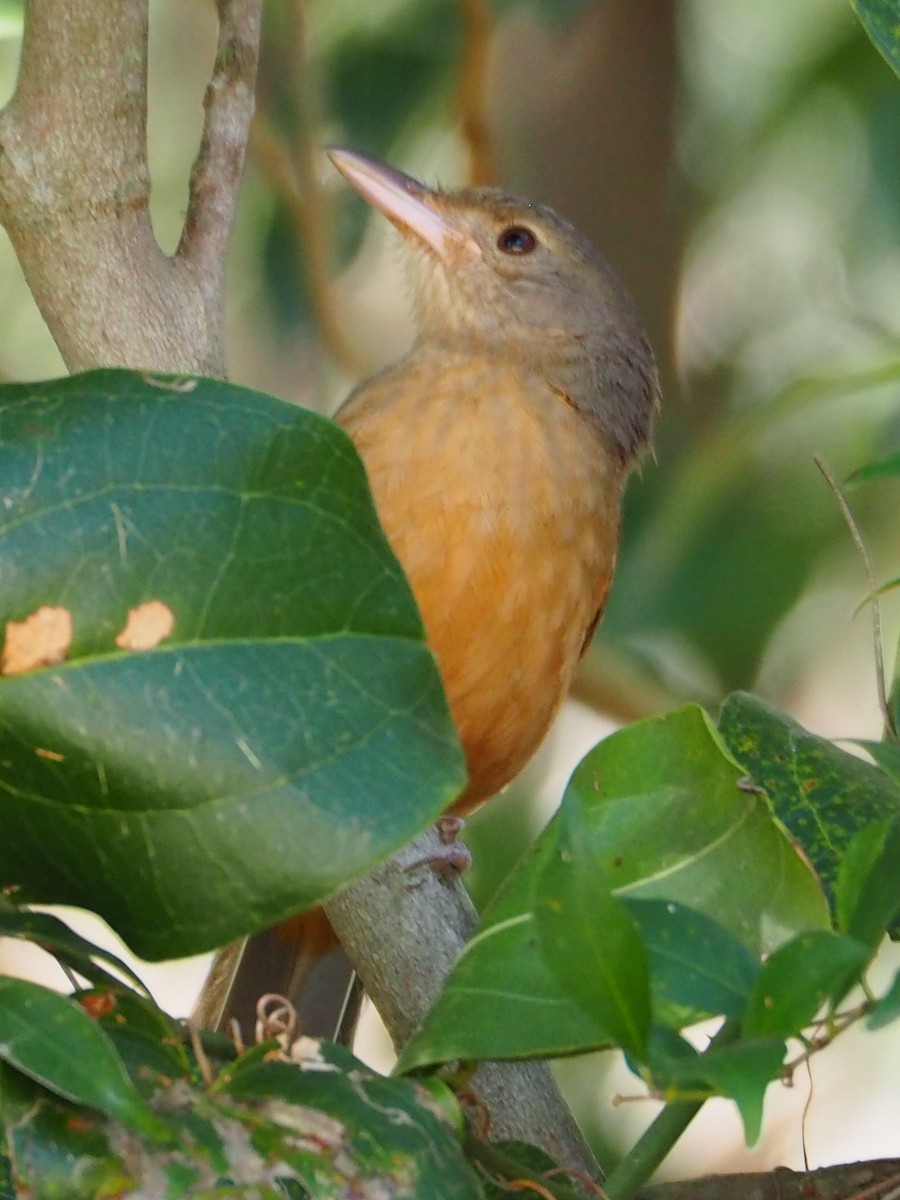 Rufous Shrikethrush - ML607810491