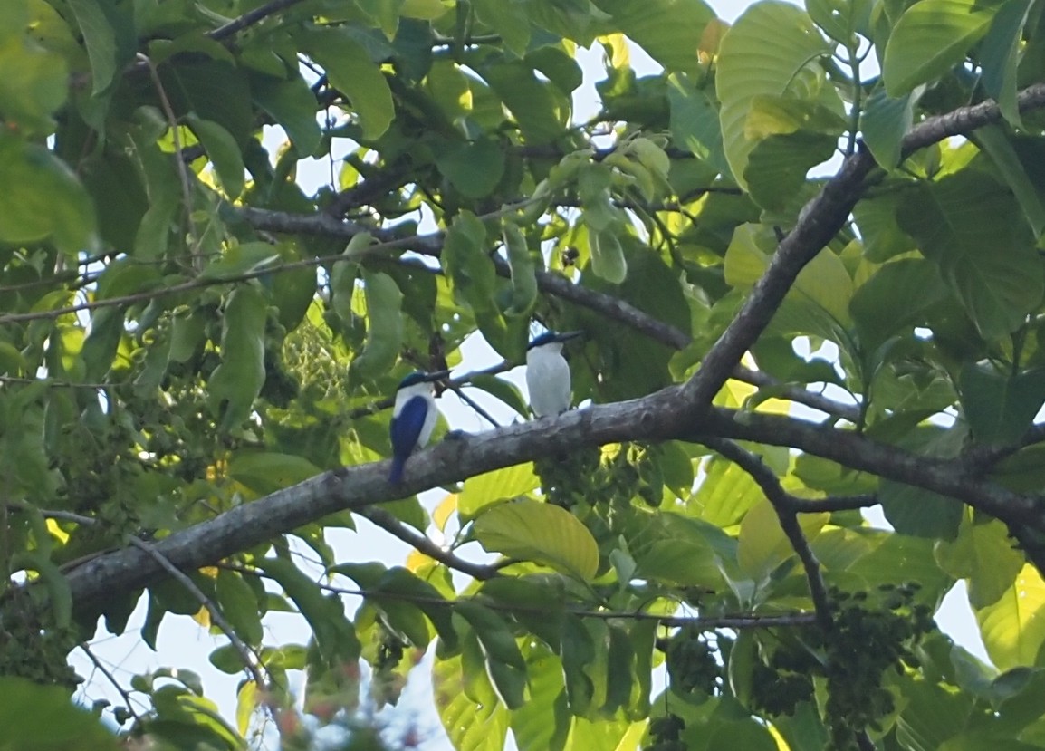 Martin-chasseur à dos blanc - ML607810641