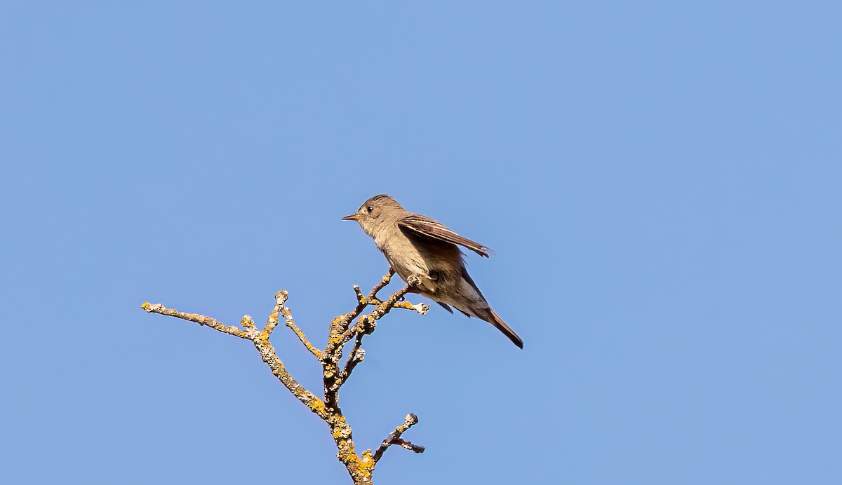 Western Wood-Pewee - Joan Duffield