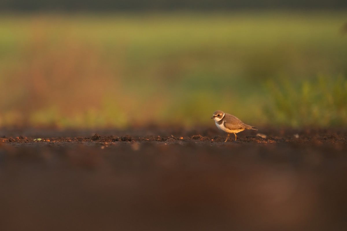 Semipalmated Plover - ML607810711