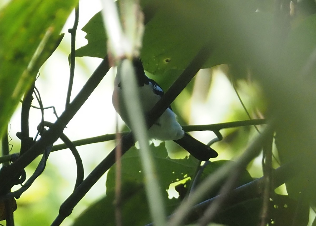 Black-tailed Monarch - ML607811381