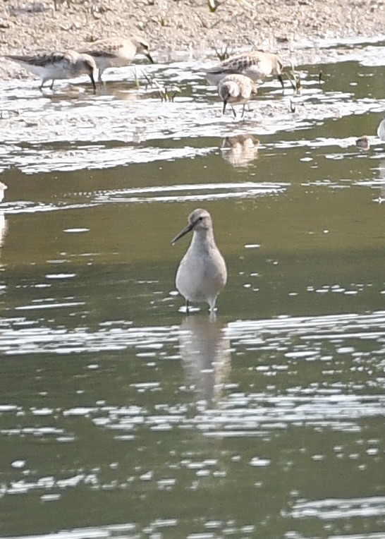 Stilt Sandpiper - ML607813051