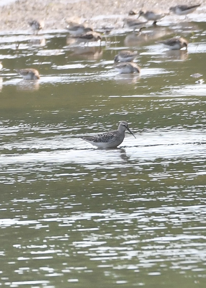 Stilt Sandpiper - Jessica Coss