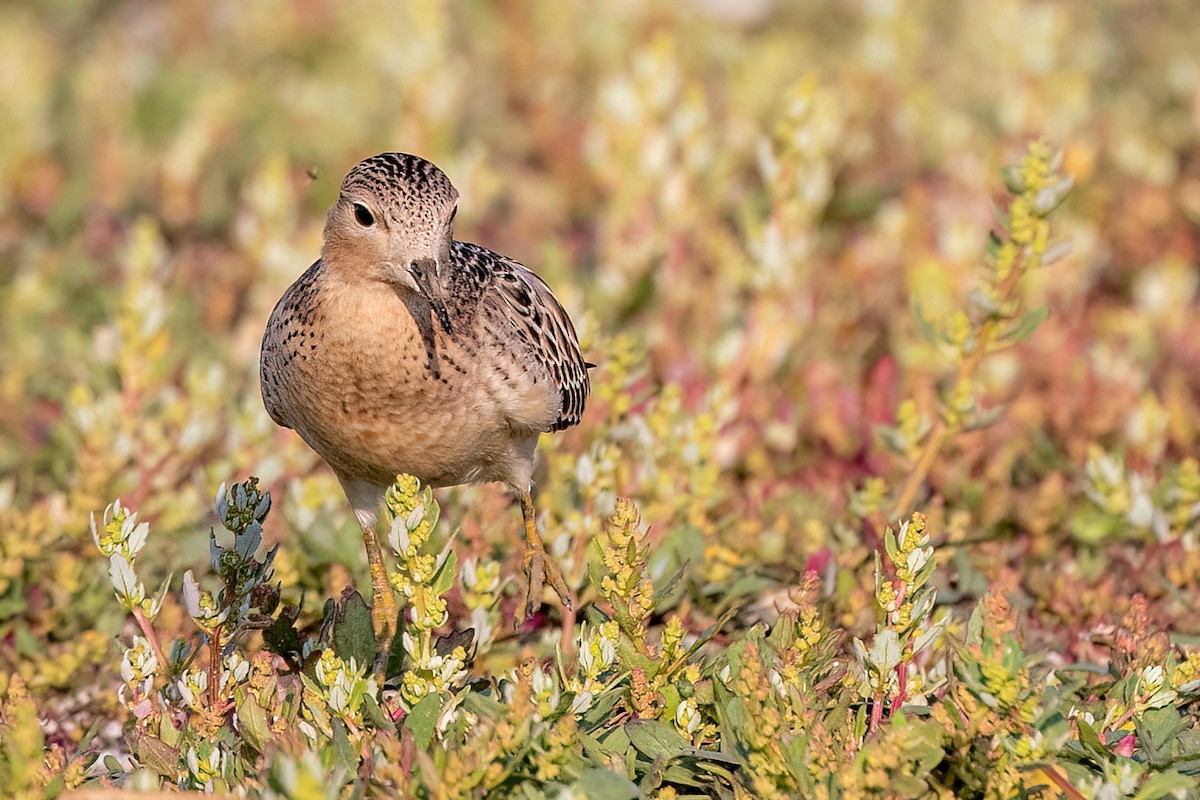 Buff-breasted Sandpiper - ML607813161