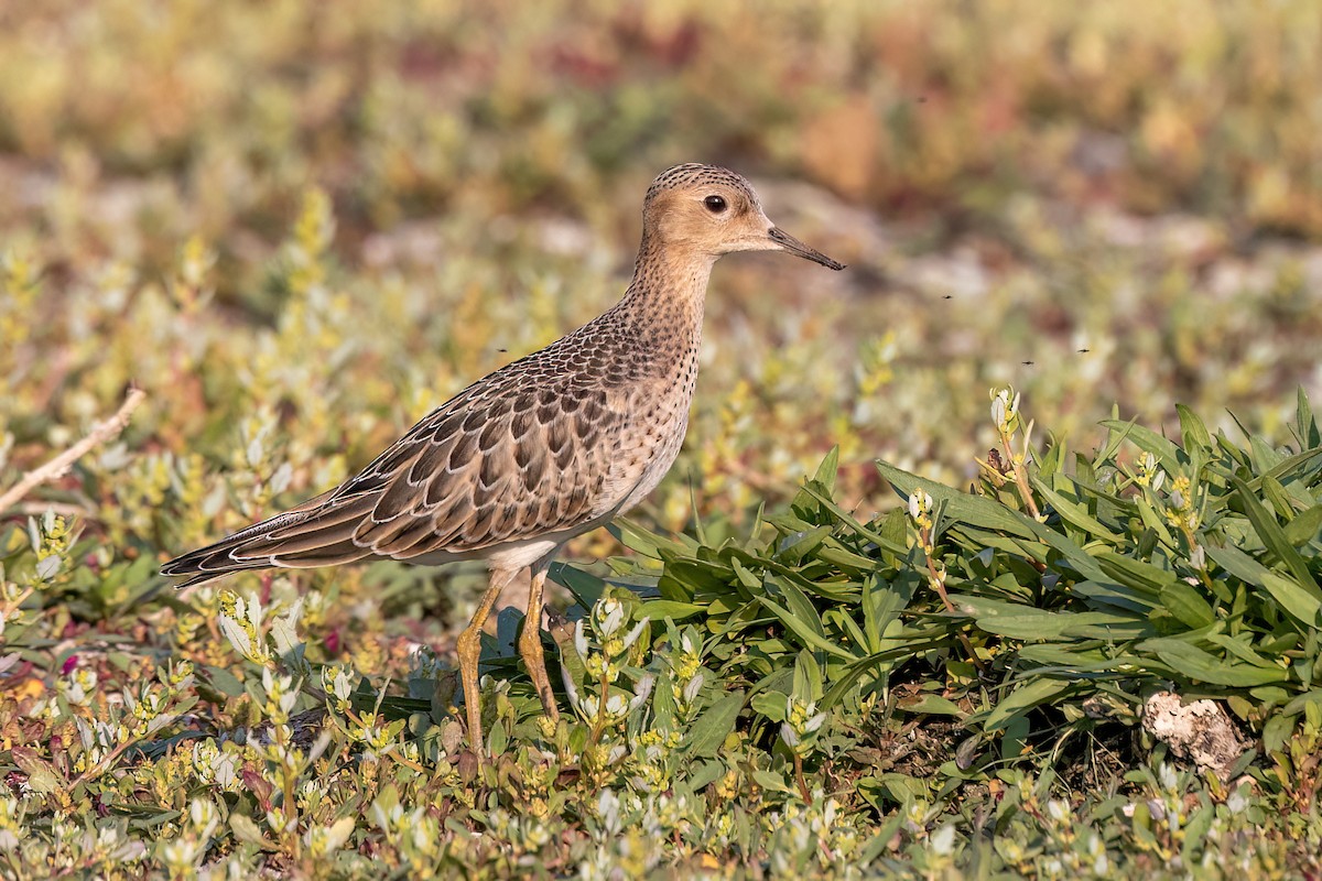 Buff-breasted Sandpiper - ML607813221