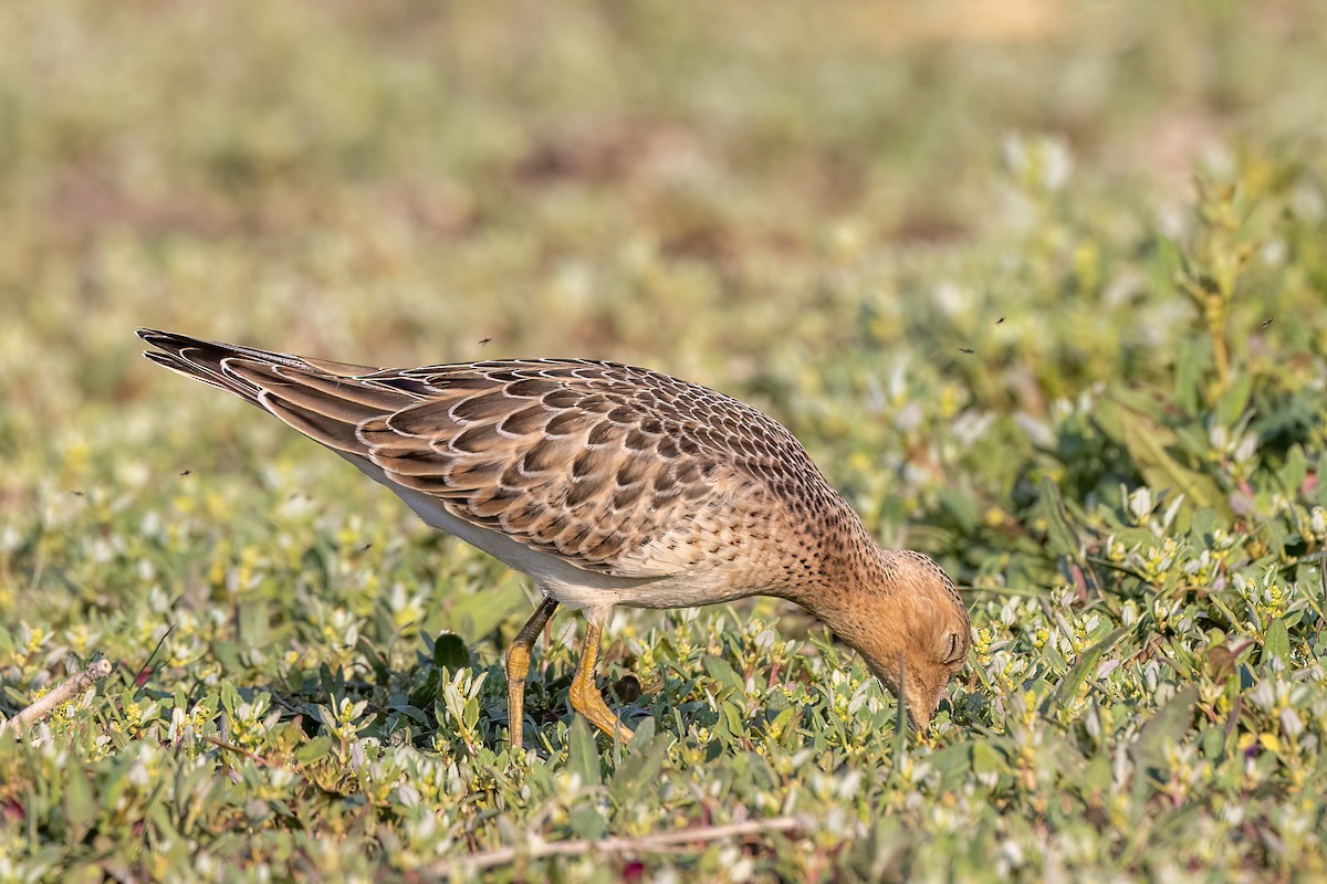 Buff-breasted Sandpiper - ML607813311