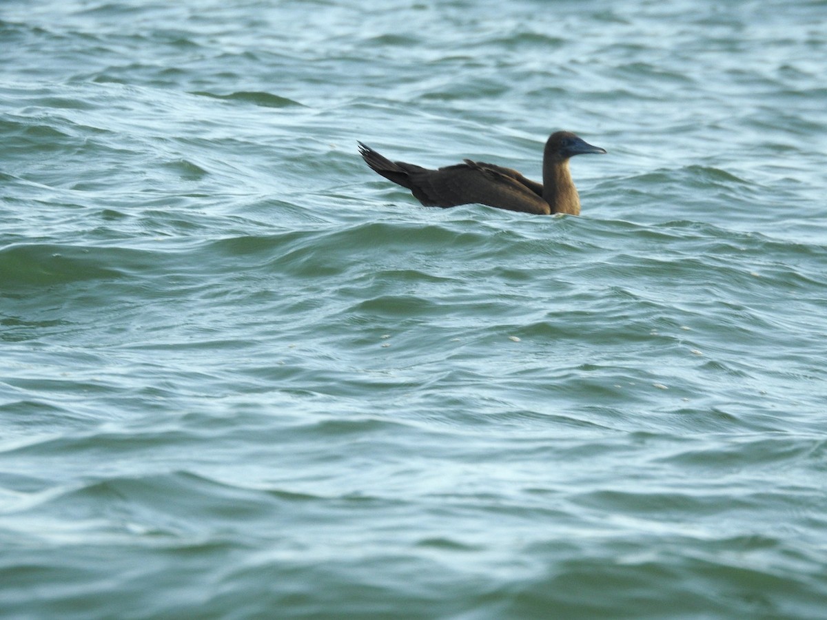 Brown Booby - ML607814281