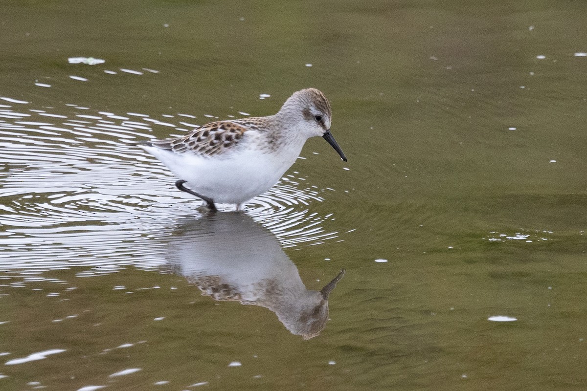 Western Sandpiper - ML607814451