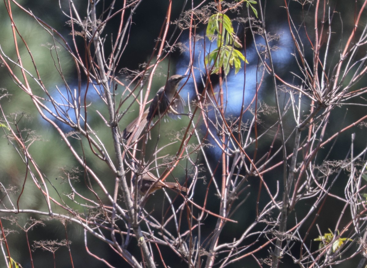 California Thrasher - ML607815291