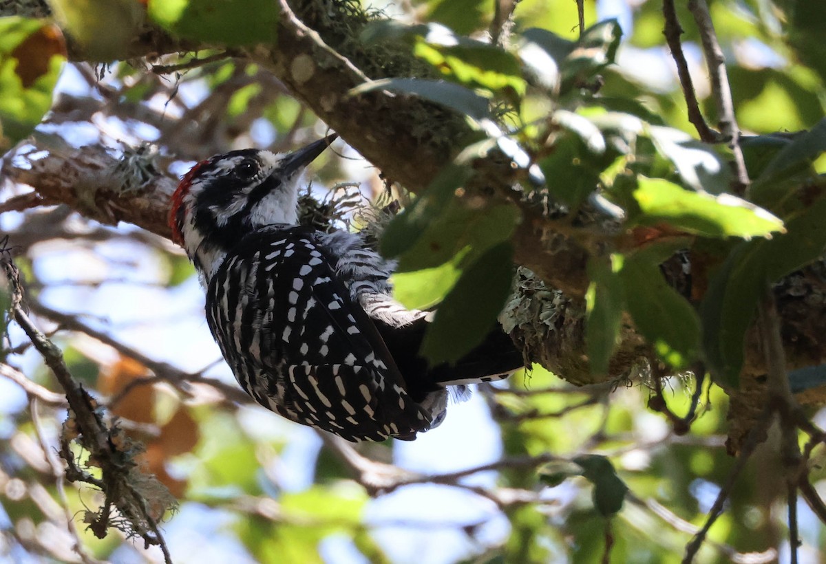 Nuttall's Woodpecker - ML607815461