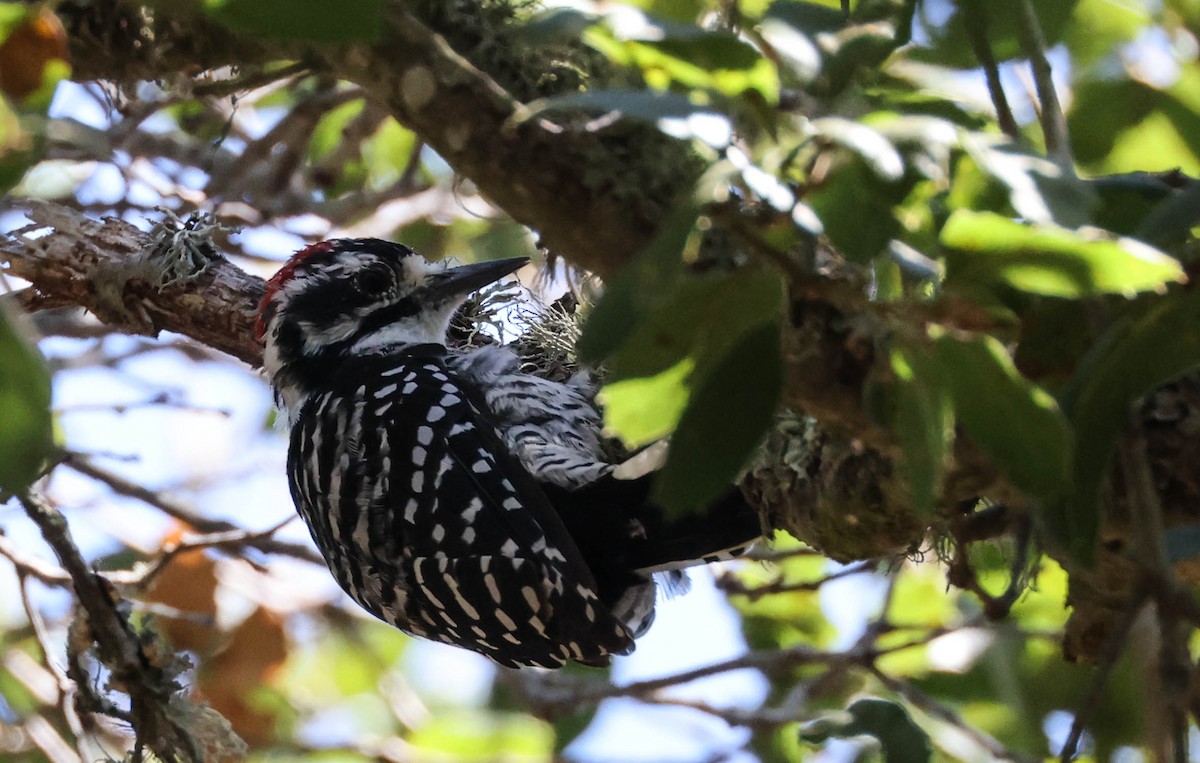 Nuttall's Woodpecker - ML607815471