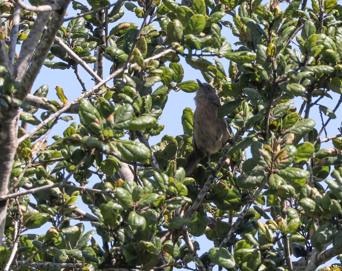 Wrentit - ML607815771