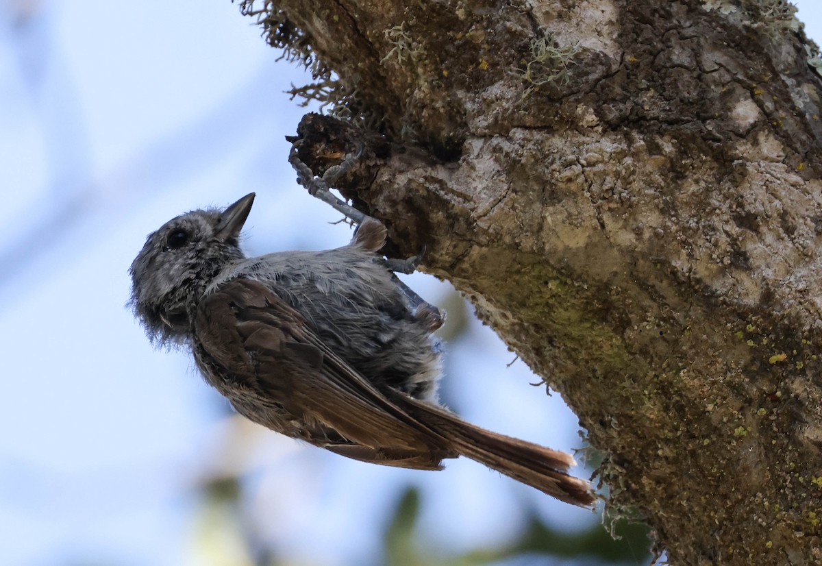 Oak Titmouse - ML607815851