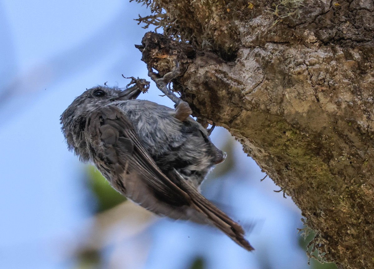 Oak Titmouse - ML607815881