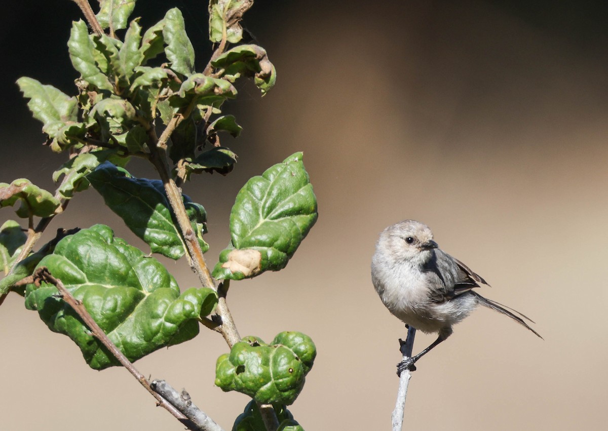 Bushtit - ML607815921