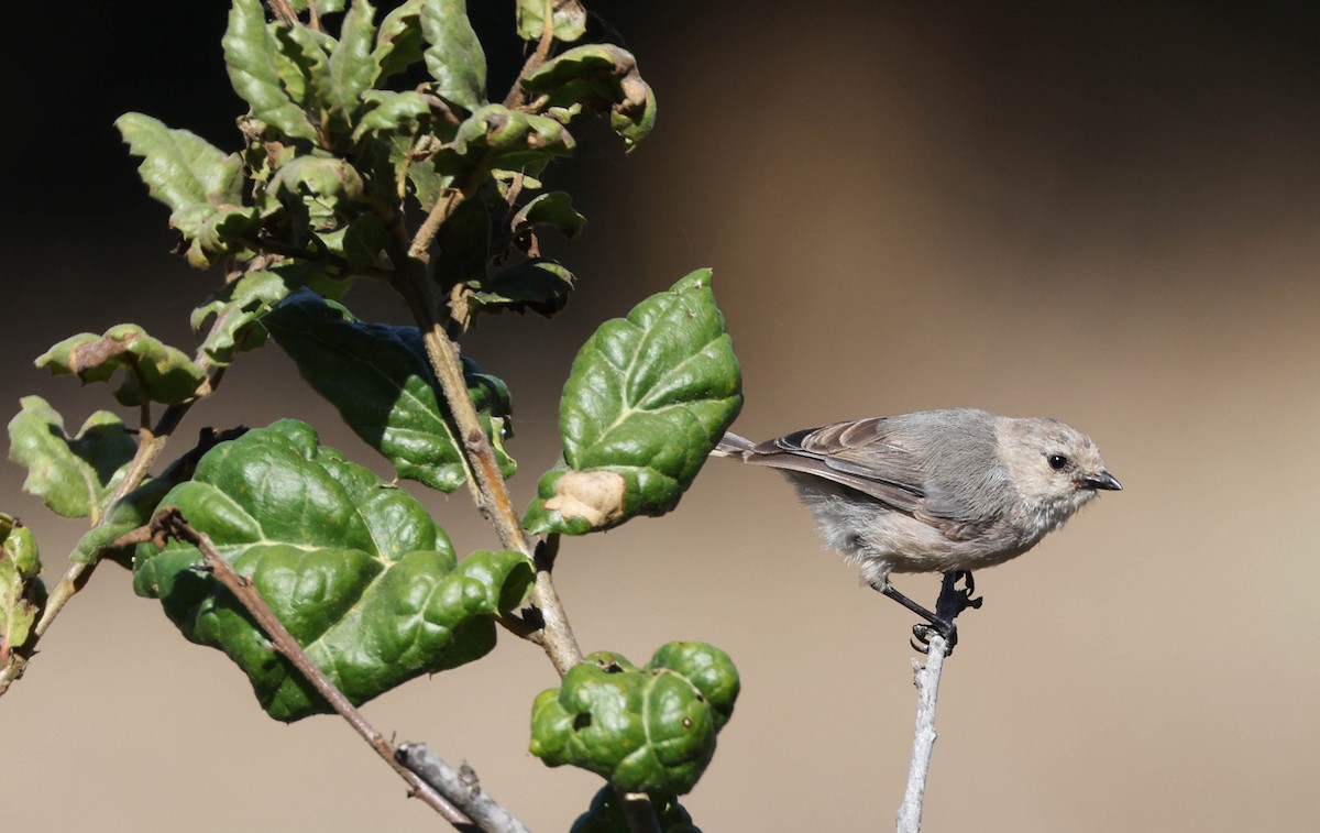 Bushtit - ML607815931