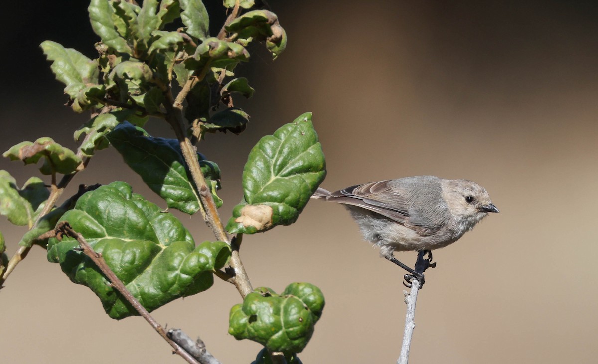 Bushtit - ML607815971
