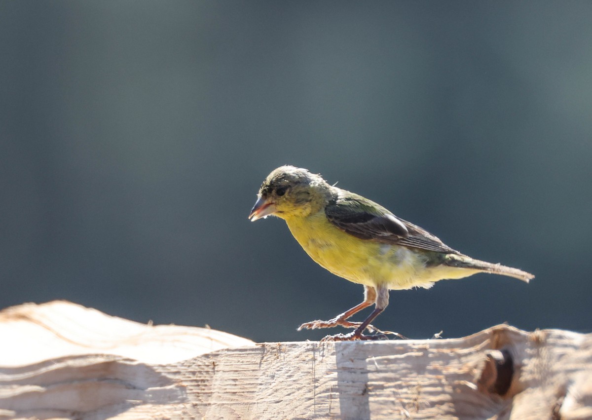 Lesser Goldfinch - ML607816001