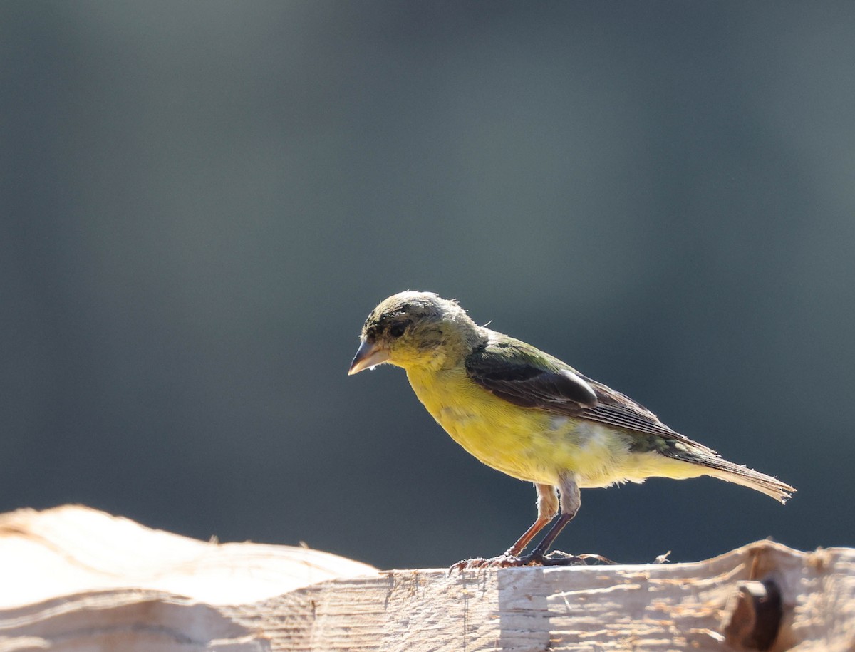 Lesser Goldfinch - ML607816011