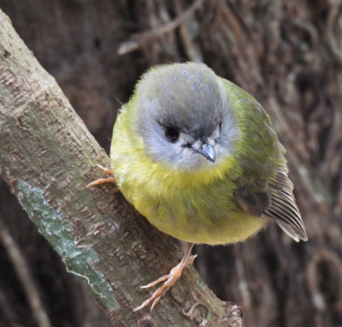 Pale-yellow Robin - ML607816531