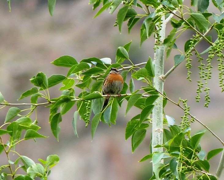 Rufous-breasted Accentor - forest venkat