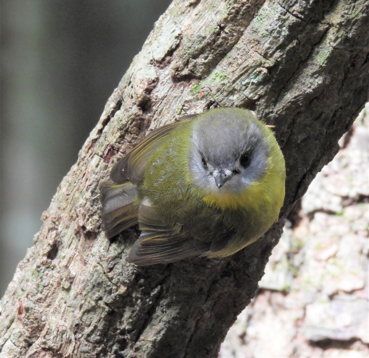 Pale-yellow Robin - ML607816651