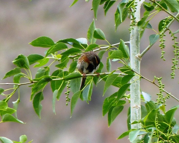 Rufous-breasted Accentor - forest venkat