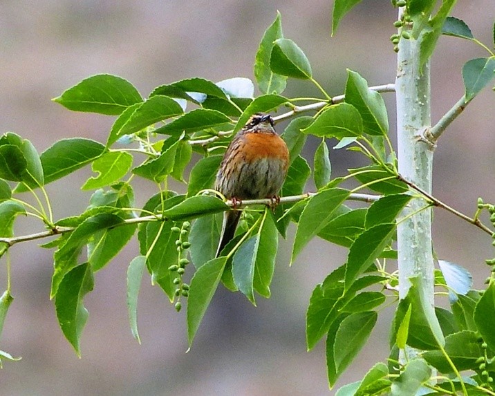 Rufous-breasted Accentor - forest venkat