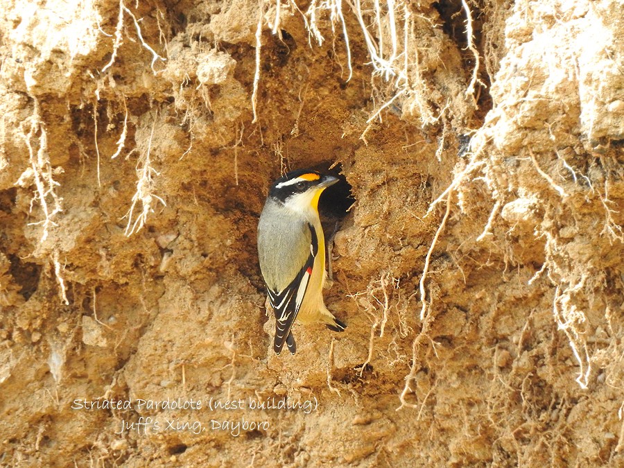 Striated Pardalote - ML607817351