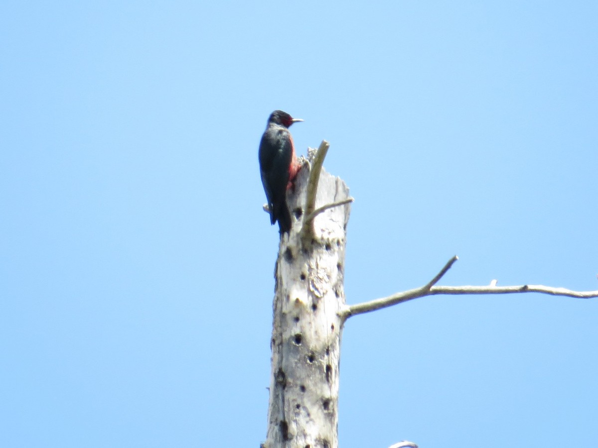 Lewis's Woodpecker - Gary Langell