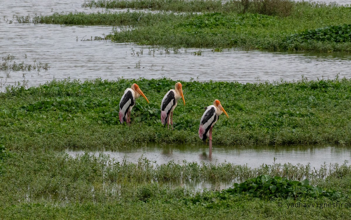 Painted Stork - ML607818171