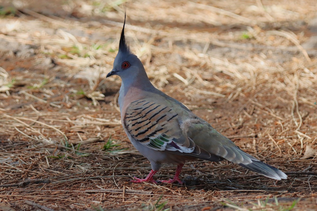 Crested Pigeon - Ky Clarke