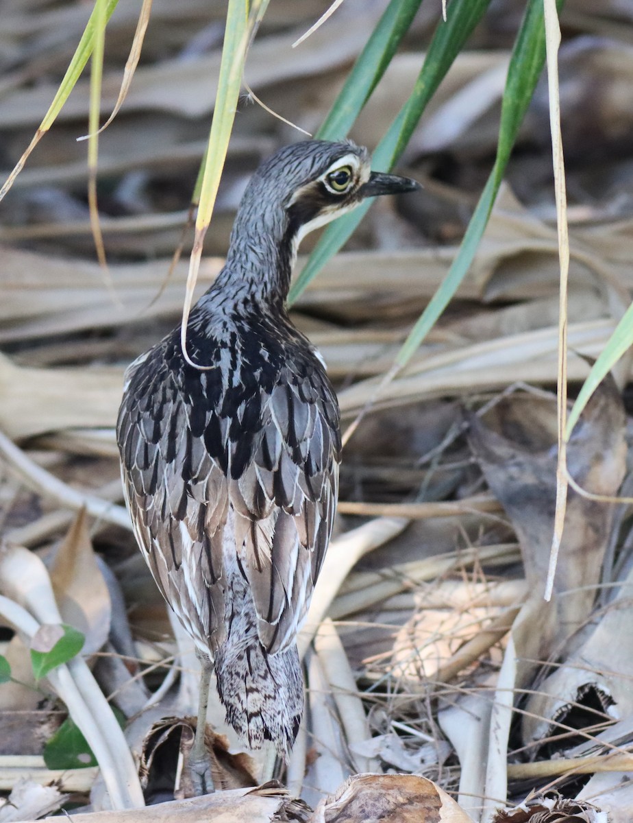 Bush Thick-knee - Ky Clarke