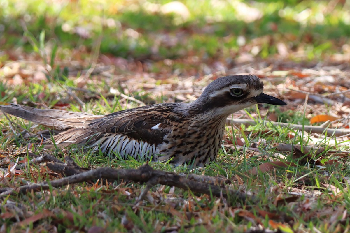 Bush Thick-knee - Ky Clarke