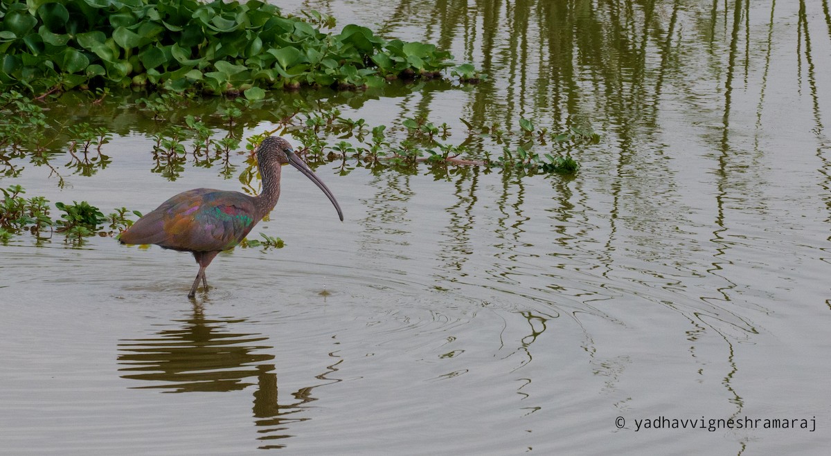 Glossy Ibis - ML607818331