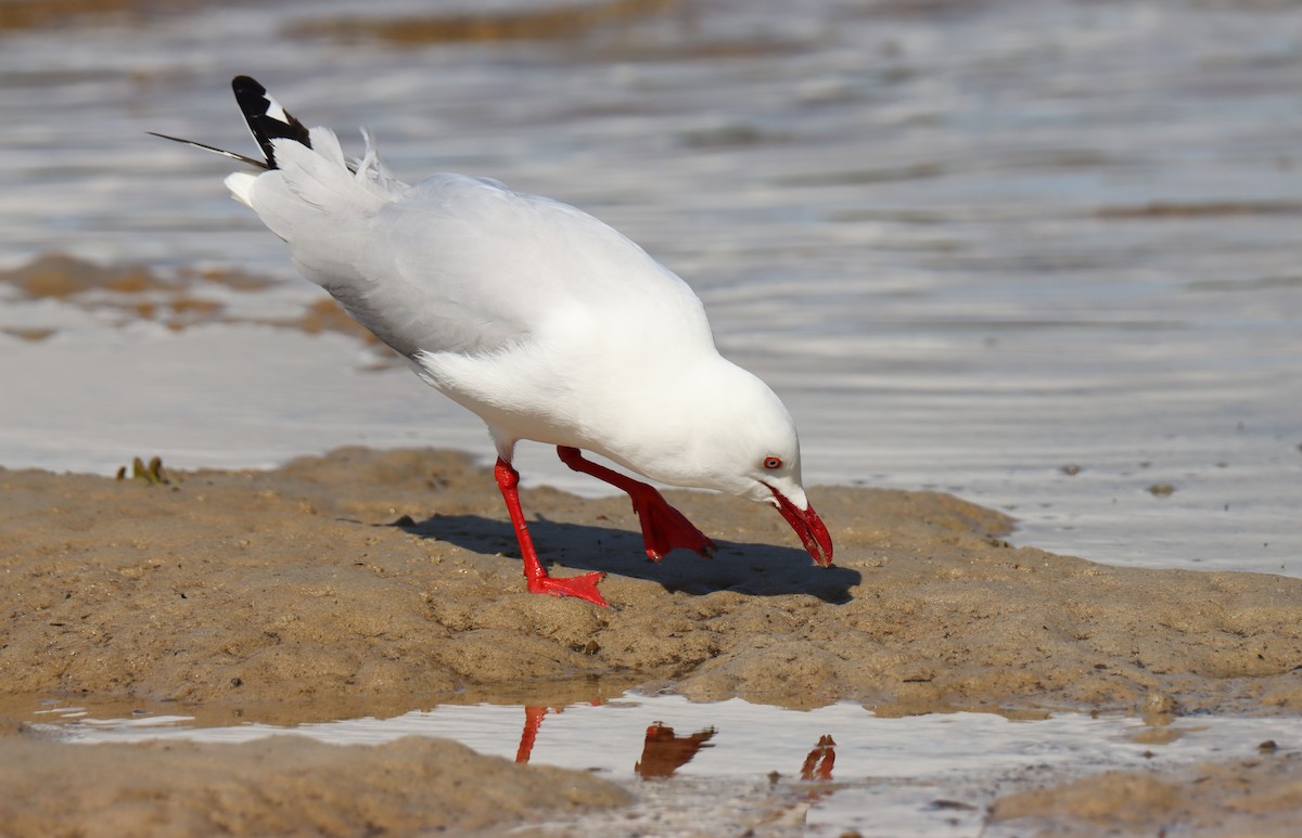 Gaviota Plateada - ML607818421