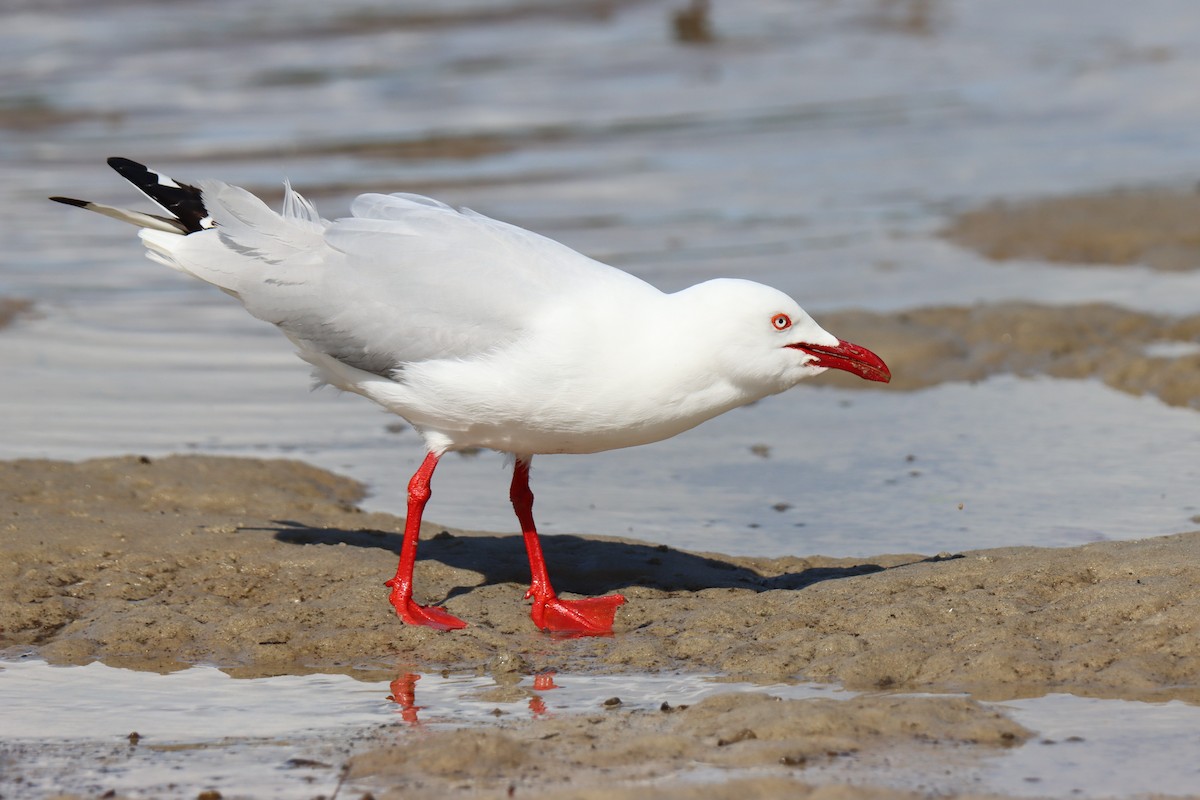 Gaviota Plateada - ML607818431