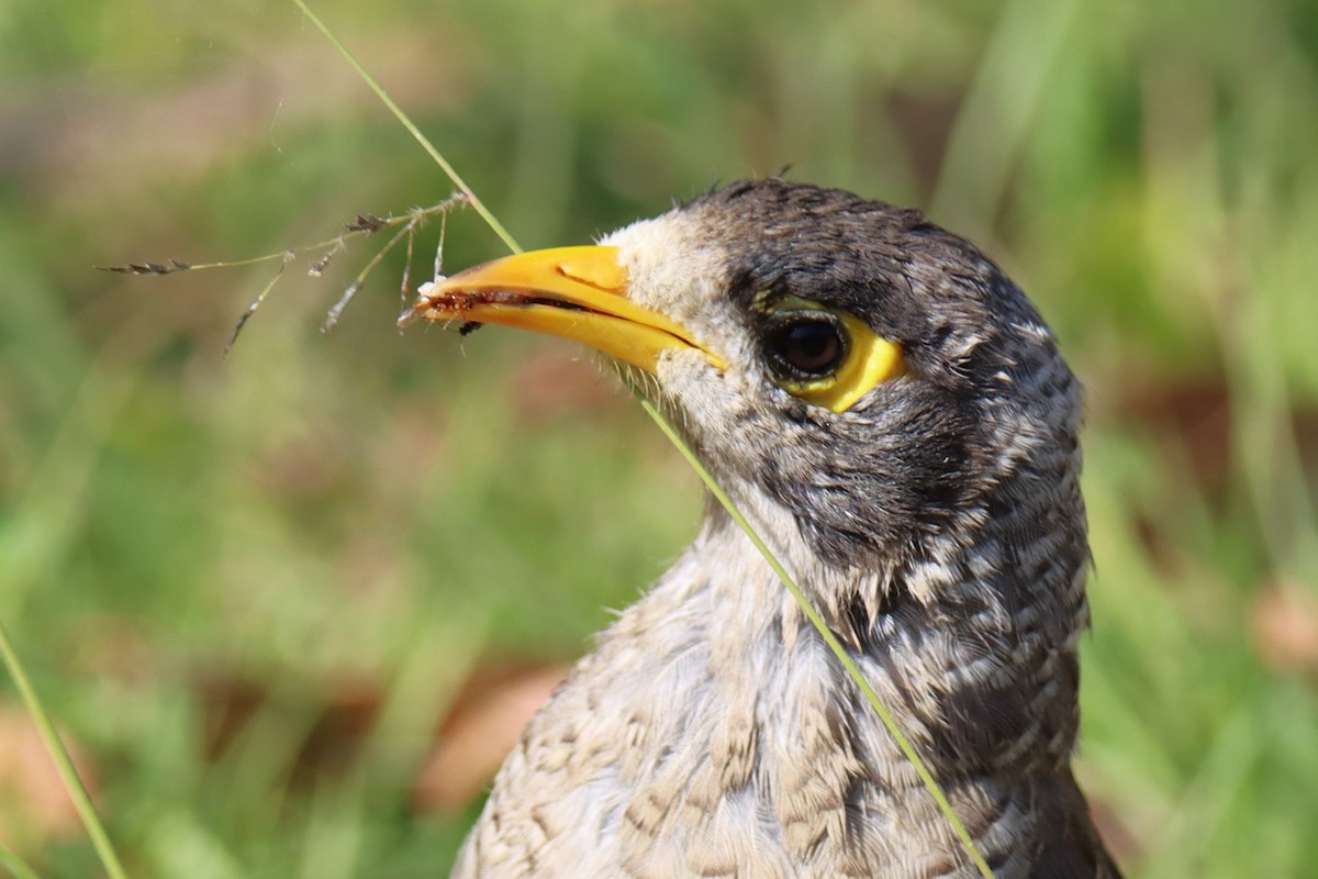 Noisy Miner - ML607818611