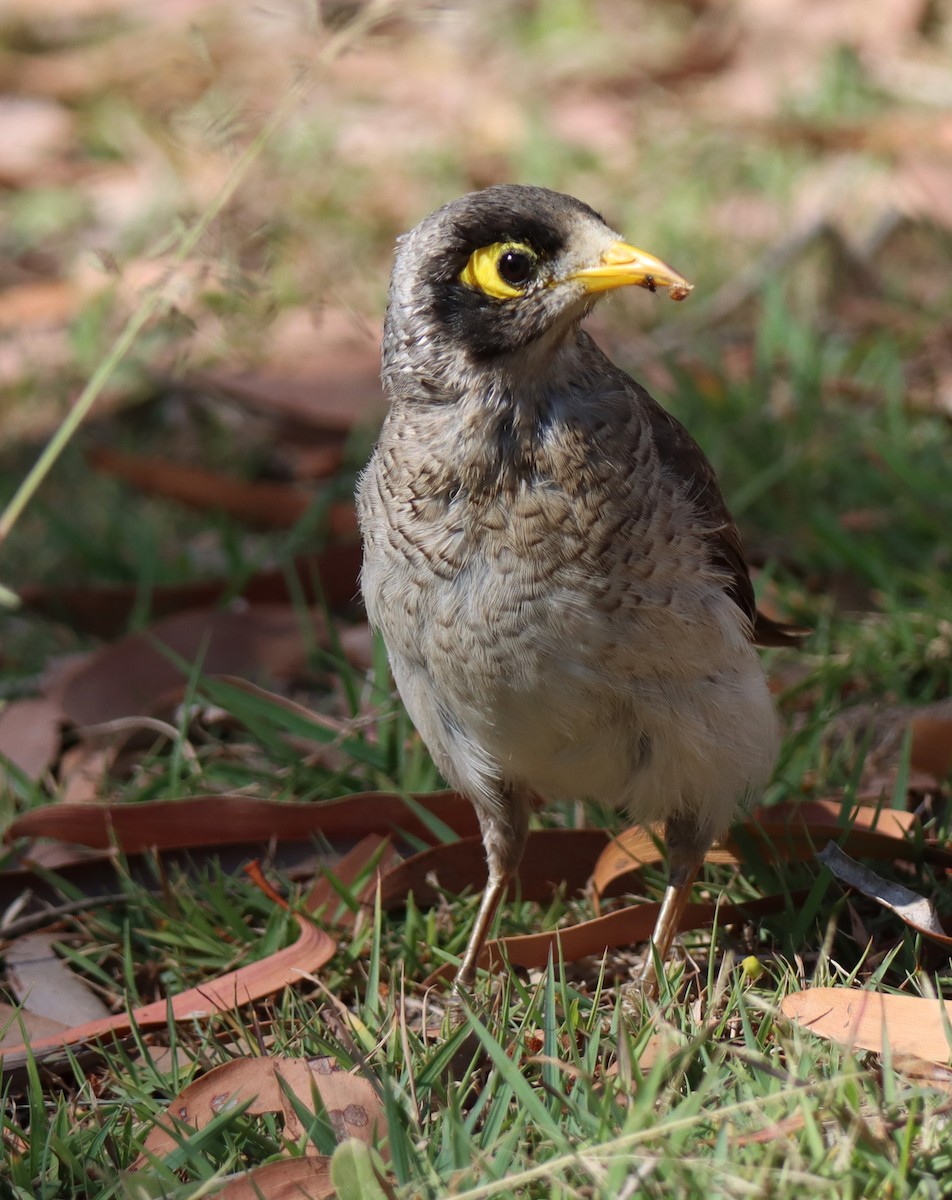 Noisy Miner - Ky Clarke