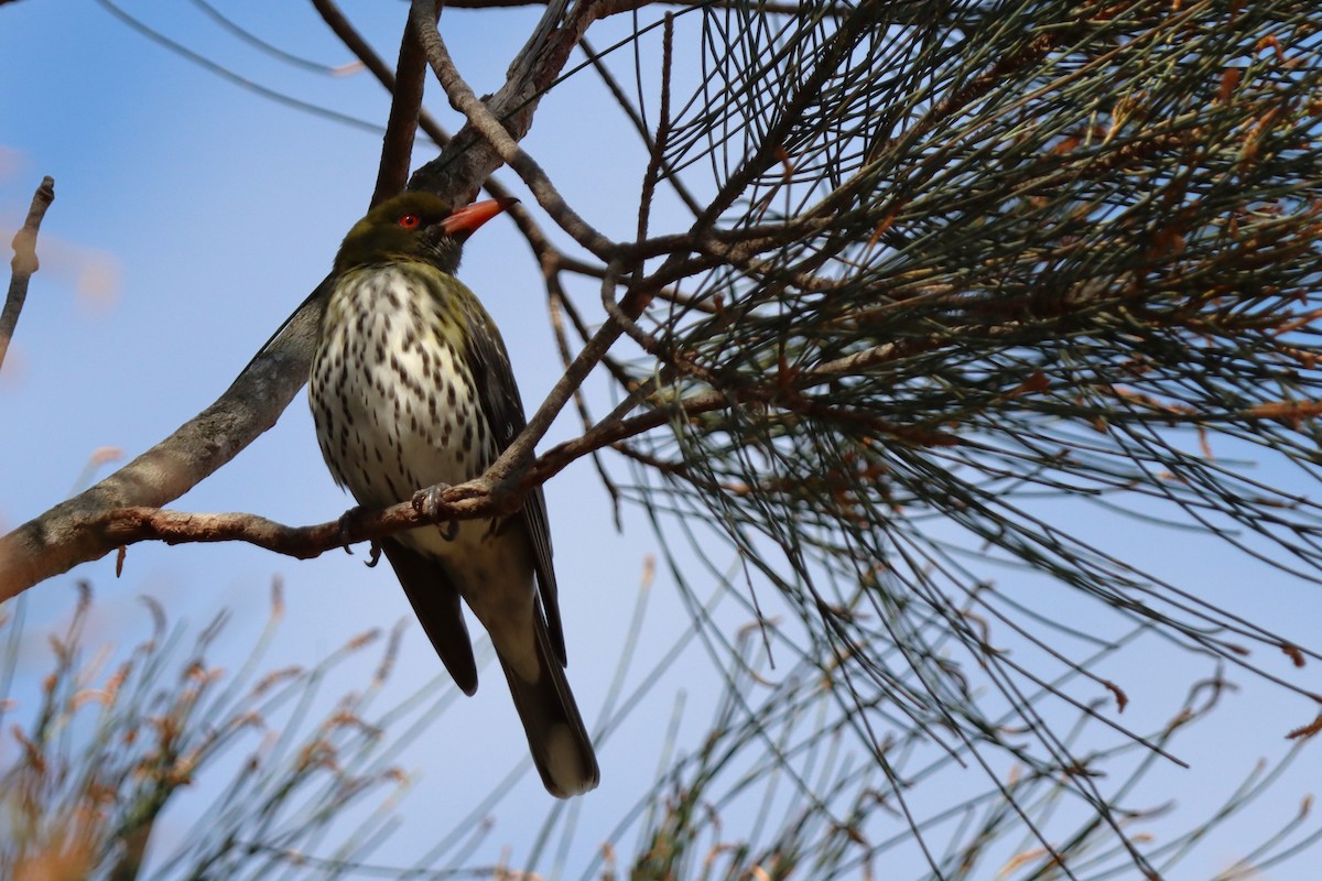 Olive-backed Oriole - Ky Clarke