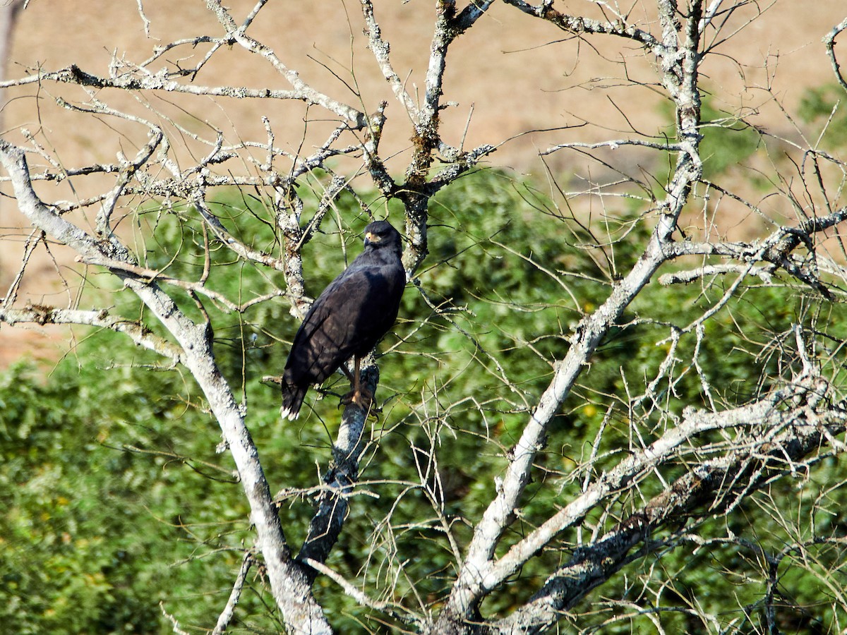 Great Black Hawk - ML607819181