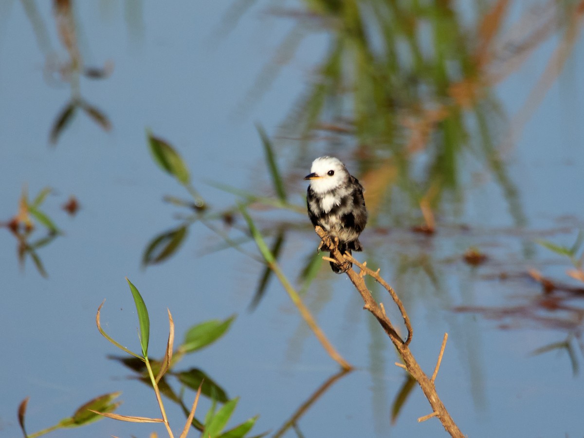 White-headed Marsh Tyrant - ML607819221