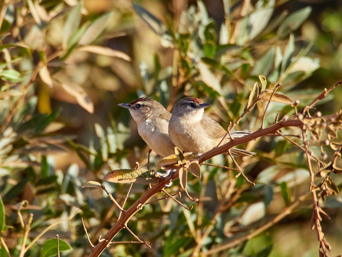 Rufous-fronted Thornbird - Scott Ramos