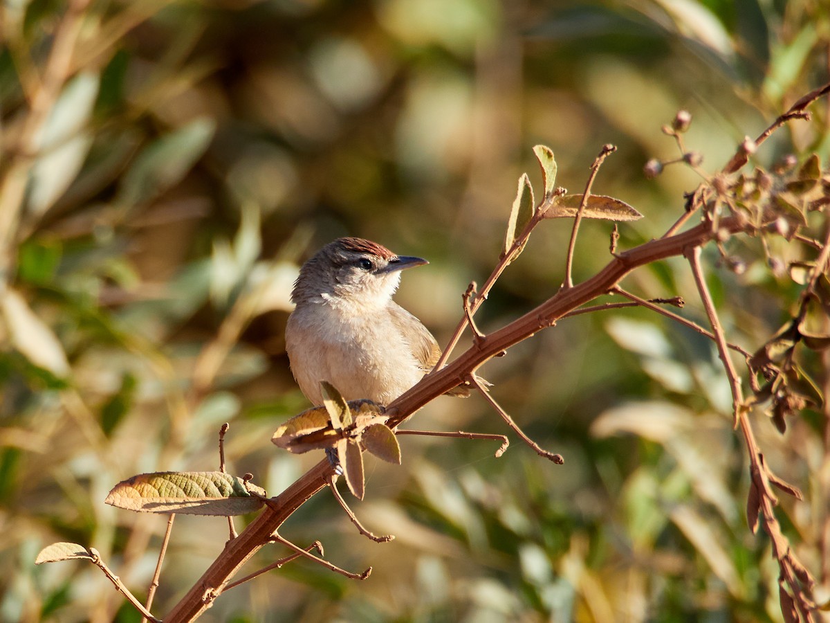 Rufous-fronted Thornbird - ML607819261